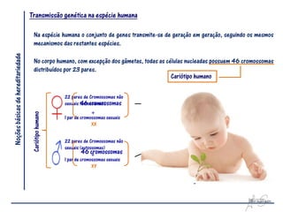Transmissão genética na espécie humana

                                     Na espécie humana o conjunto de genes transmite-se de geração em geração, seguindo os mesmos
                                     mecanismos das restantes espécies.
Noções básicas de hereditariedade




                                     No corpo humano, com excepção dos gâmetas, todas as células nucleadas possuem 46 cromossomas
                                     distribuídos por 23 pares.
                                                                                           Cariótipo humano

                                                        22 pares de Cromossomas não
                                                                46 cromossomas
                                                        sexuais (autossomas)               Ovócito
                                                                                       (23 cromossomas)
                                                                      
                                     Cariótipo humano




                                                        1 par de cromossomas sexuais
                                                                      XX


                                                        22 pares de Cromossomas não
                                                        sexuais (autossomas)
                                                                  46 cromossomas
                                                                      
                                                        1 par de cromossomas sexuais
                                                                      XY

                                                                                                     Ovo ou zigoto  46 cromossomas
 