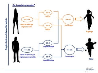 Será menino ou menina?

                                                                        22X

                                                                       Ovócito
                                                 44  XX
Noções básicas de hereditariedade



                                                                                       44XX

                                           Célula do ovário que                       Ovo ou zigoto
                                                                        22X
                                            origina o ovócito.
                                                                       Ovócito
                                                                                                       Rapariga




                                                                        22X
                                                                     Espermatozóide
                                                 44  XY                                 44XY

                                           Célula do testículo que
                                          origina o espermatozóide      22Y           Ovo ou zigoto
                                                                                                          Rapaz
                                                                     Espermatozóide
 