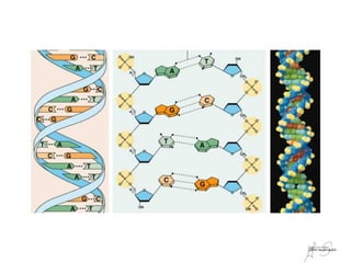 Material genético:
                                     Sabe-se hoje em dia que o material genético, ou seja, o material que contem a informação de cada
                                       um de nós é o ADN - Ácido Desoxirribonucleíco.
                                     É uma molécula formada por duas cadeias muito longas de
Noções básicas de hereditariedade




                                       sequências de nucleótidos, enroladas em hélice.
                                                                                                           Adenina
                                     As unidades básicas do ADN são os nucleótidos;
                                                                                                           Citosina
                                       Grupo Fosfato                                     Base Azotada
                                                                                                           Guanina

                                                                                                           Timina




                                                                                    Açúcar
 