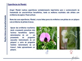 Experiências de Mendel:

                                      Gregor Mendel realizou experiências verdadeiramente importantes para o esclarecimento da
                                      transmissão de características hereditárias, tendo os melhores resultados sido obtidos com
                                      ervilheiras da espécie Pisum sativum.
Noções básicas de hereditariedade




                                      Numa das suas experiências, Mendel, cruzou linhas puras de ervilheiras com pétalas de cor púrpura
                                      com ervilheiras de pétalas brancas.

                                       Apesar das ervilheiras resultantes
                                       deste cruzamento possuírem dois
                                       factores hereditários (genes),
                                       determinantes da cor – um
                                       proveniente     do      progenitor                                x
                                       masculino (determinante da cor
                                       púrpura) e outro do progenitor
                                       feminino (determinante da cor
                                       branca), todas apresentavam cor
                                       púrpura.
 