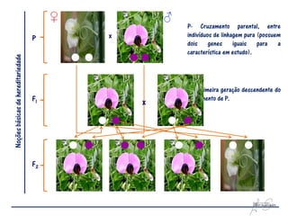 P- Cruzamento parental, entre
                                    P    x       indivíduos de linhagem pura (possuem
                                                 dois genes iguais para a
                                                 característica em estudo).
Noções básicas de hereditariedade




                                                 F1- Primeira geração descendente do
                                    F1           cruzamento de P.
                                             x




                                    F2
 