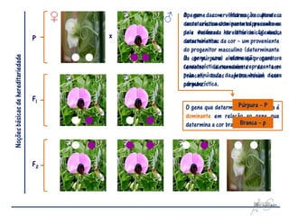 O gene com informação para
                                             Apesar das ervilheiras resultantesa
                                             característica dominante representa-se
                                             deste cruzamento parental possuírem
                                             pela factores da letra inicial dessa
                                             dois maiúscula hereditários (genes),
                                    P    x
                                             característica.
                                             determinantes da cor – um proveniente
                                             do progenitor masculino (determinante
Noções básicas de hereditariedade



                                             O gene com outro do para
                                             da cor púrpura) einformaçãoprogenitora
                                             característica recessiva representa-se
                                             feminino (determinante da cor
                                             pela minúscula
                                             branca), todas daapresentavam dessa
                                                                 letra inicial cor
                                             característica.
                                             púrpura.

                                    F1
                                             O gene que determinaPúrpura – P é
                                                                   a cor púrpura
                                             dominante em relação ao gene que
                                                                  Branca – p
                                             determina a cor branca.




                                    F2
 
