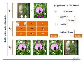 P: pp (branca) x PP (púrpura)

                                    P        x                       Pp (púrpura)
                                                           F1:
Noções básicas de hereditariedade




                                                                  25% PP
                                                                           Púrpura
                                             P    p        F2     50% Pp

                                    F1   P   PP   Pp
                                                                  25% pp   Branca
                                         p   Pp   pp
                                                       Genótipo                      Fenótipo




                                    F2
 