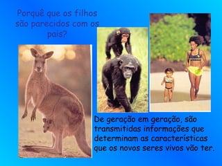 Porquê que os filhos
são parecidos com os
pais?
De geração em geração, são
transmitidas informações que
determinam as características
que os novos seres vivos vão ter.
 