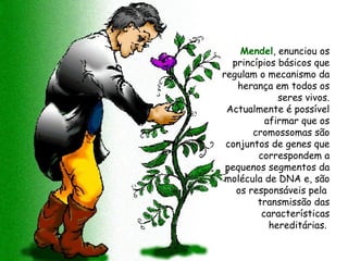 Mendel , enunciou os princípios básicos que regulam o mecanismo da herança em todos os seres vivos. Actualmente é possível afirmar que os cromossomas são conjuntos de genes que correspondem a pequenos segmentos da molécula de DNA e, são os responsáveis pela  transmissão das características hereditárias.  