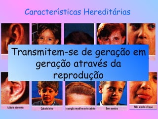 Características Hereditárias Transmitem-se de geração em geração através da reprodução 