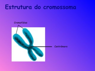 Centrómero Cromatídios Estrutura do cromossoma 
