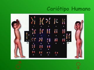 Cariótipo Humano ♂ ♀ 