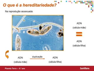 Hereditariedade