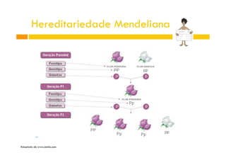 Hereditariedade Mendeliana

Adaptado de www.cientic.com

 
