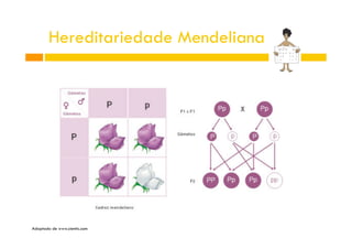 Hereditariedade Mendeliana

Adaptado de www.cientic.com

 