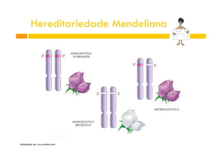 Hereditariedade Mendeliana

Adaptado de www.cientic.com

 