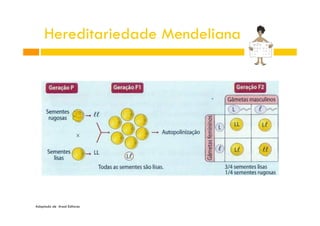Hereditariedade Mendeliana

Adaptado de Areal Editores

 