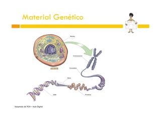 Material Genético

Adaptado de 9CN – Aula Digital

 