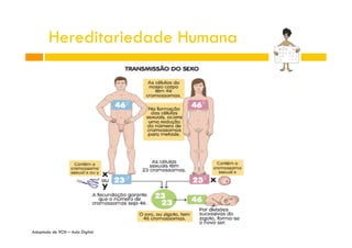 Hereditariedade Humana

Adaptado de 9CN – Aula Digital

 