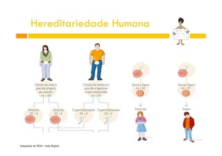 Hereditariedade Humana

Adaptado de 9CN – Aula Digital

 