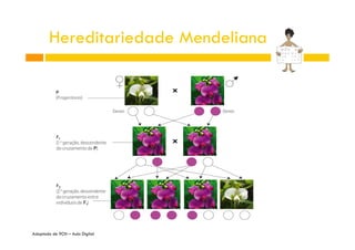 Hereditariedade Mendeliana

Adaptado de 9CN – Aula Digital

 
