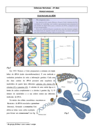 CIÊNCIAS NATURAIS – 9º ANO
HEREDITARIEDADE
A ESTRUTURA DO ADN
Fig.1
Em 1953 Watson e Crick propuseram a estrutura em dupla
hélice do DNA (ácido desoxirribonucleico). É esta molécula a
verdadeira portadora de toda a informação genética. Cada uma
das duas cadeias do DNA possuem uma sequência de
nucleótidos de quatro tipos diferentes: adenina (A), timina (T),
citosina (C) e guanina (G). A adenina de uma cadeia liga-se à
timina da cadeia complementar e a citosina à guanina (fig. 1). O
número de nucleótidos e a sua ordem variam nas diferentes
moléculas de DNA.
No núcleo das células eucarióticas encontram-se
filamentos de DNA associados a proteínas
(histonas), formando a cromatina. Esta
dobra-se várias vezes sobre si própria
para formar um cromossoma1 (ver fig. 2). Fig.2
1 do grego, Krõma = cor e soma = corpo
 