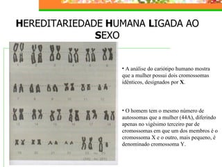 Hereditariedade 2007