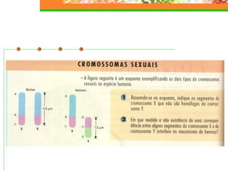 Hereditariedade 2007