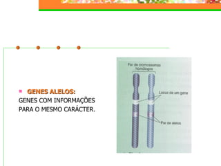 Hereditariedade 2007