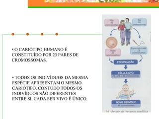 Hereditariedade 2007