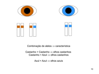 Combinação de alelos  característica
Castanho + Castanho  olhos castanhos
Castanho + Azul  olhos castanhos
Azul + Azul  olhos azuis
10
 
