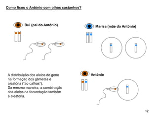 Rui (pai do António) Marisa (mãe do António)
Como ficou o António com olhos castanhos?
AntónioA distribuição dos alelos do gene
na formação dos gâmetas é
aleatória (“ao calhas”).
Da mesma maneira, a combinação
dos alelos na fecundação também
é aleatória.
12
 
