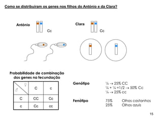 Como se distribuíram os genes nos filhos do António e da Clara?
António Clara
Cc Cc
Probabilidade de combinação
dos genes na fecundação
Genótipo ¼  25% CC
¼ + ¼ =1/2  50% Cc
¼  25% cc
Fenótipo 75% Olhos castanhos
25% Olhos azuis
♀
♂ C c
C CC Cc
c Cc cc
15
 