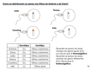 João Teresa
Carolina
Inês
Genótipo Fenótipo
António Cc Olhos castanhos
Clara Cc Olhos castanhos
João CC Olhos castanhos
Teresa Cc Olhos castanhos
Carolina Cc Olhos castanhos
Inês cc Olhos azuis
Quando se possui as duas
versões do gene iguais (CC,
cc) diz-se que é homozigótico.
Quando se possui as duas
versões do gene diferentes
(Cc) diz-se que é
heterozigótico.
Como se distribuiram os genes nos filhos do António e da Clara?
16
 
