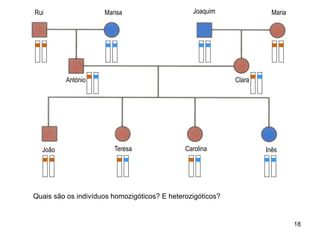 Marisa
António
Joaquim Maria
Clara
João Teresa Carolina Inês
Rui
Quais são os indivíduos homozigóticos? E heterozigóticos?
18
 