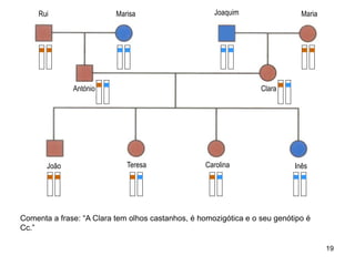 Marisa
António
Joaquim Maria
Clara
João Teresa Carolina Inês
Rui
Comenta a frase: “A Clara tem olhos castanhos, é homozigótica e o seu genótipo é
Cc.”
19
 