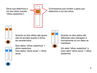 Cromossoma que contém o gene que
determina a cor dos olhos
Gene que determina a
cor dos olhos (versão
“olhos castanhos”)
Quando os dois alelos são iguais
não há dúvidas quanto à forma
da característica.
Dois alelos “olhos castanhos” =
olhos castanhos.
Dois alelos “olhos azuis” = olhos
azuis.
Quando os dois alelos são
diferentes eles interagem e
normalmente só um deles se
manifesta.
Um alelo “olhos castanhos” e
outro alelo “olhos azuis” = olhos
castanhos
9
 