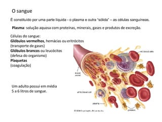 O sangue Células do sangue: Glóbulos vermelhos , hemácias ou eritrócitos (transporte de gases) Glóbulos brancos  ou leucócitos (defesa do organismo) Plaquetas (coagulação) Plasma : solução aquosa com proteínas, minerais, gases e produtos de excreção. Um adulto possui em média 5 a 6 litros de sangue. É constituído por uma parte líquida - o plasma e outra “sólida” – as células sanguíneas. 
