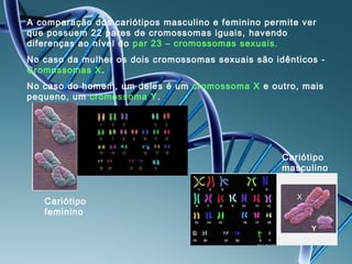 A comparação dos cariótipos masculino e feminino permite ver
que possuem 22 pares de cromossomas iguais, havendo
diferenças ao nível do par 23 – cromossomas sexuais.
No caso da mulher os dois cromossomas sexuais são idênticos -
Cromossomas X .
No caso do homem, um deles é um cromossoma X e outro, mais
pequeno, um cromossoma Y .




                                                    Cariótipo
                                                    masculino


   Cariótipo
   feminino
 
