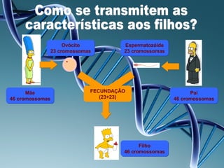 Ovócito          Espermatozóide
             23 cromossomas        23 cromossomas




      Mãe                 FECUNDAÇÃO                      Pai
46 cromossomas               (23+23)                46 cromossomas




                                         Filho
                                   46 cromossomas
 