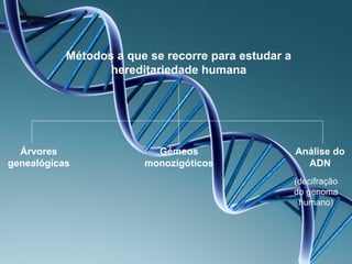 Métodos a que se recorre para estudar a
                  hereditariedade humana




  Árvores                 Gémeos                     Análise do
genealógicas            monozigóticos                  ADN
                                                     (decifração
                                                     do genoma
                                                      humano)
 