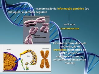 Hereditariedade – transmissão da informação genética (ou
biológica) à geração seguinte



                                       está nos
                                     cromossomas




                                Estruturas formadas pela
                                    condensação de
                                cromatina (filamentos de
                                    ADN e proteínas
                                  condensados que se
                                encontram no interior do
                                         núcleo)
 