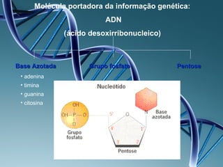 Molécula portadora da informação genética:
                           ADN
               (ácido desoxirribonucleico)



Base Azotada          Grupo fosfato          Pentose
 • adenina
 • timina
 • guanina
 • citosina
 