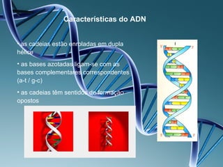 Características do ADN


• as cadeias estão enroladas em dupla
hélice
• as bases azotadas ligam-se com as
bases complementares correspondentes
(a-t / g-c)
• as cadeias têm sentidos de formação
opostos
 