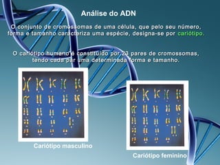 Análise do ADN
 O conjunto de cromossomas de uma célula, que pelo seu número,
forma e tamanho caracteriza uma espécie, designa-se por cariótipo.


 O cariótipo humano é constituído por 23 pares de cromossomas,
        tendo cada par uma determinada forma e tamanho.




        Cariótipo masculino
                                         Cariótipo feminino
 