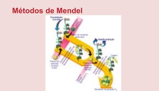 Métodos de Mendel
 