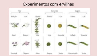Experimentos com ervilhas
 