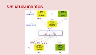 Os cruzamentos
 
