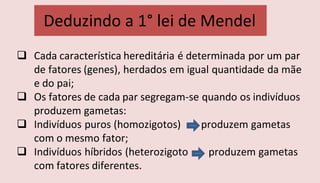 Cada característica hereditária é determinada por um par
de fatores (genes), herdados em igual quantidade da mãe
e do pai;
 Os fatores de cada par segregam-se quando os indivíduos
produzem gametas:
 Indivíduos puros (homozigotos) produzem gametas
com o mesmo fator;
 Indivíduos híbridos (heterozigoto produzem gametas
com fatores diferentes.
Deduzindo a 1° lei de Mendel
 