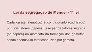 Lei da segregação de Mendel - 1ª lei
Cada caráter (fenótipo) é condicionado (codificado)
por dois fatores (genes). Esse par de fatores segrega
(se separa) no momento da formação dos gametas,
sendo apenas um fator conduzido por gameta.
 