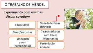 Fácil cultivo
Gerações curtas
Variedades bem
definidas
7 características
com traços
importantes
Linhagens
puras
(homozigotas)
Fecundação
cruzada
O TRABALHO DE MENDEL
Experimento com ervilhas
Pisum savatium
 