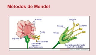 Métodos de Mendel
 