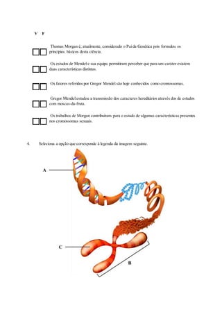 V F
Thomas Morgan é, atualmente, considerado o Paida Genética pois formulou os
princípios básicos desta ciência.
Os estudos de Mendel e sua equipa permitiram perceber que para um caráter existem
duas características distintas.
Os fatores referidos por Gregor Mendel são hoje conhecidos como cromossomas.
Gregor Mendel estudou a transmissão dos caracteres hereditários através dos de estudos
com moscas-da-fruta.
Os trabalhos de Morgan contribuíram para o estudo de algumas características presentes
nos cromossomas sexuais.
4. Seleciona a opção que corresponde à legenda da imagem seguinte.
 