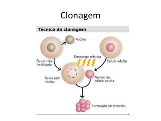Clonagem 
 